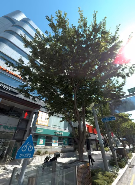 tree photo