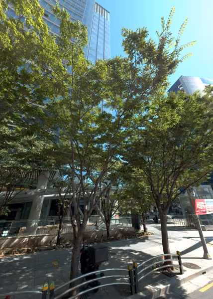 tree photo