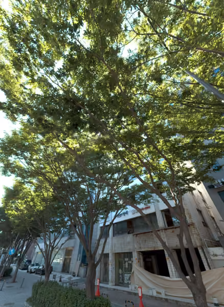 tree photo