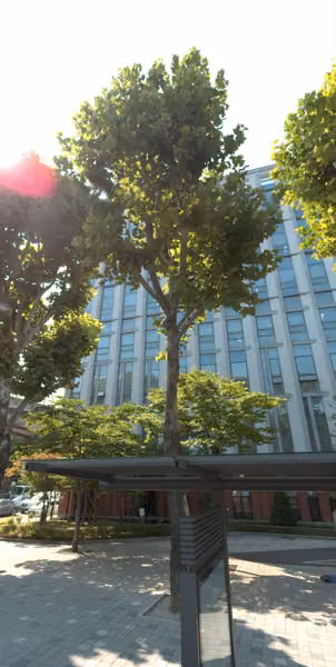 tree photo