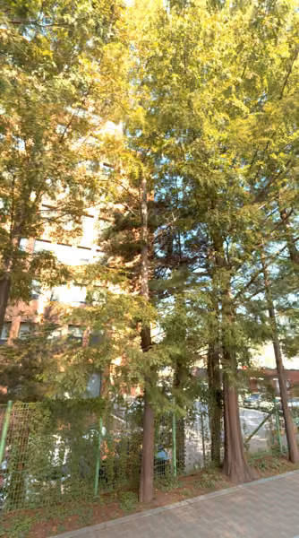 tree photo