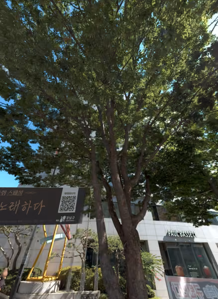tree photo