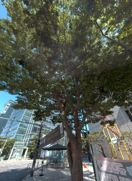 tree photo