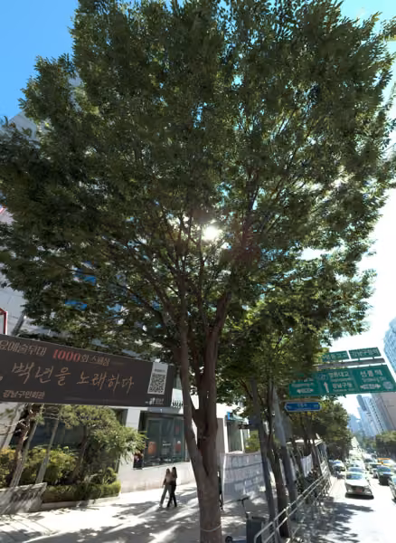 tree photo
