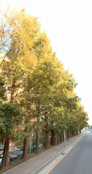 tree photo