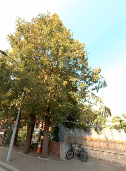 tree photo