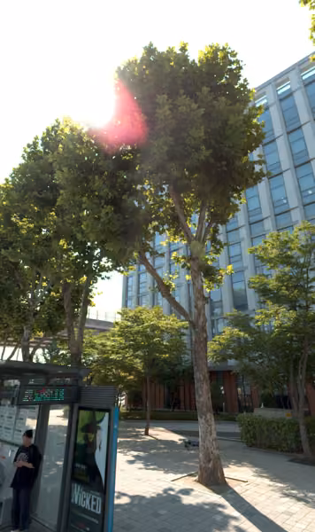 tree photo