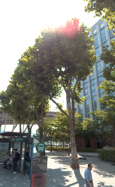 tree photo