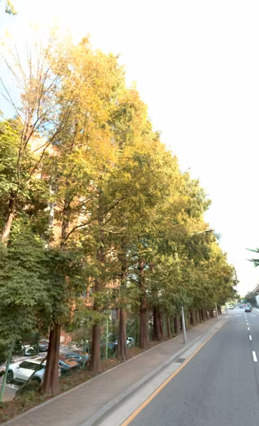tree photo