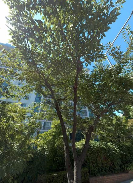 tree photo