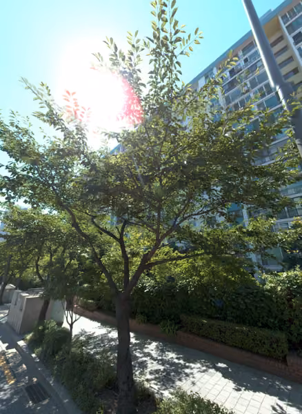 tree photo