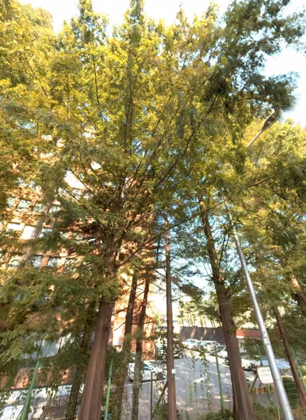 tree photo