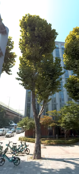 tree photo
