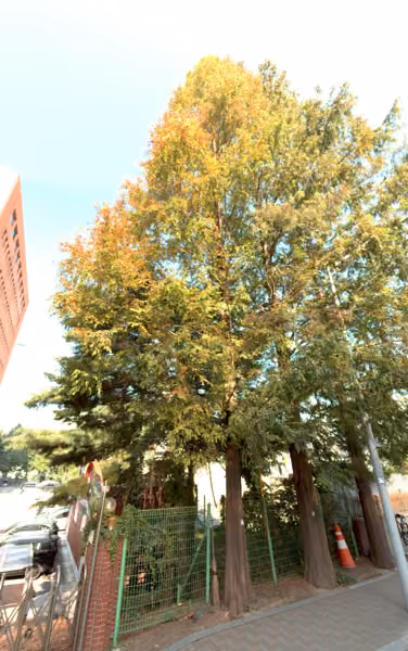 tree photo