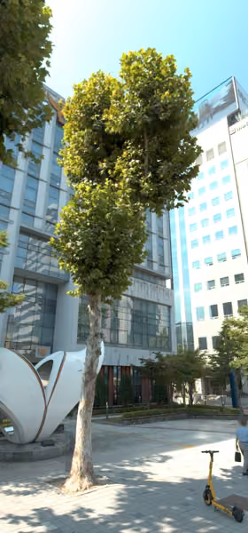 tree photo