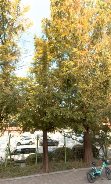 tree photo