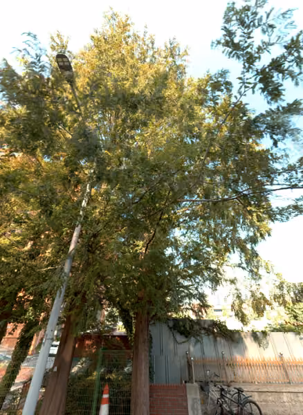 tree photo