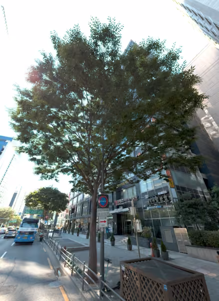 tree photo