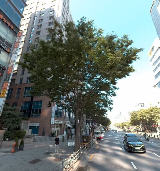 tree photo