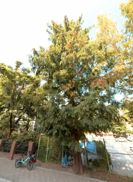 tree photo