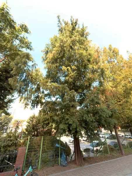 tree photo