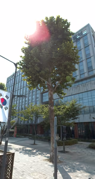 tree photo