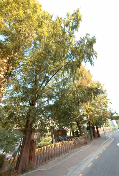 tree photo