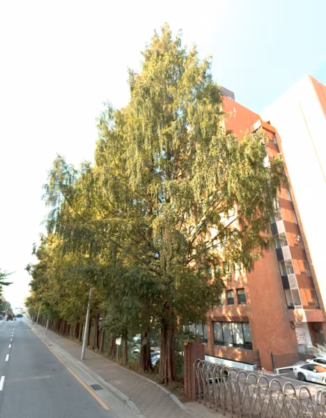 tree photo
