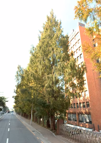 tree photo