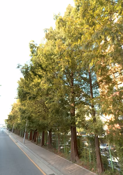 tree photo