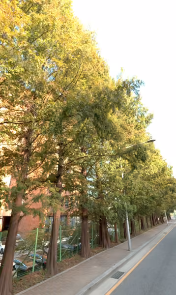 tree photo