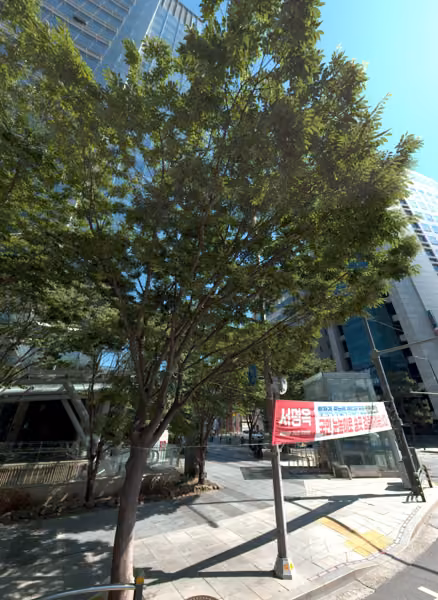 tree photo