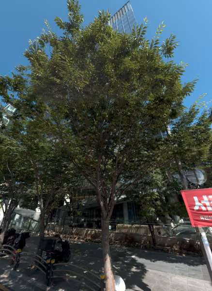 tree photo