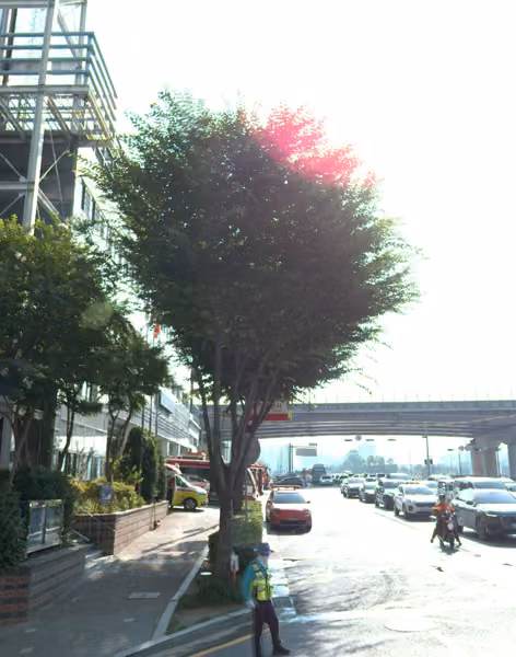 tree photo