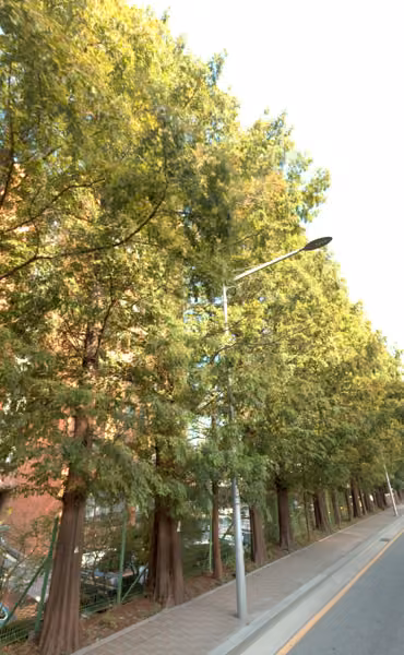 tree photo