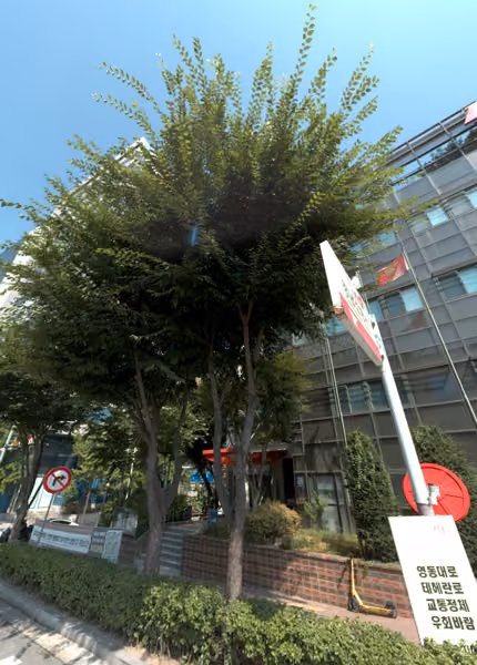 tree photo
