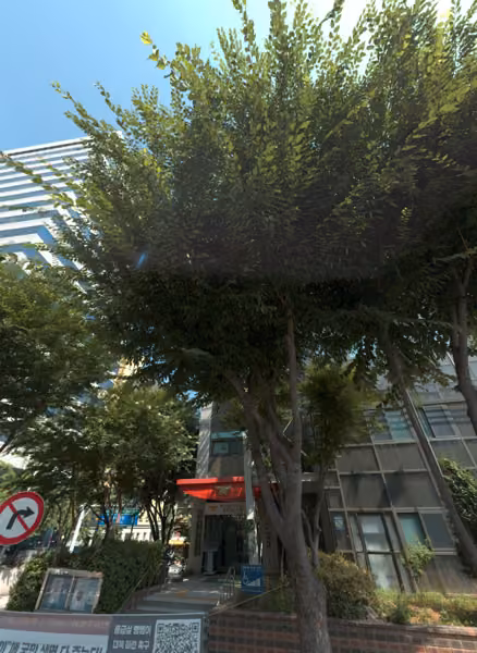 tree photo