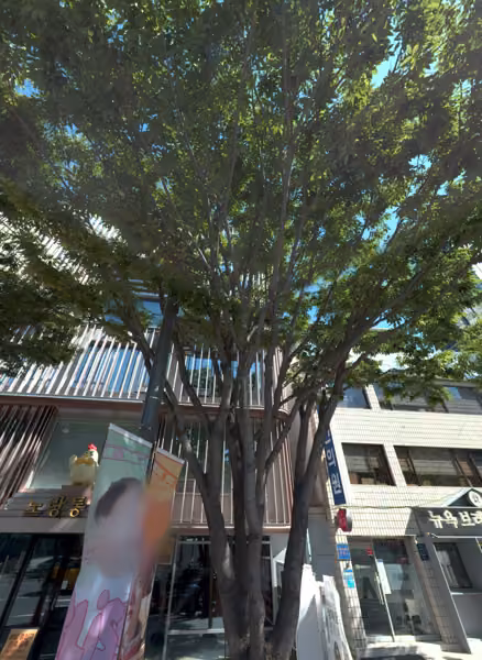 tree photo