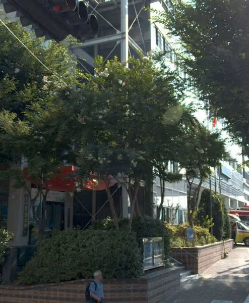 tree photo