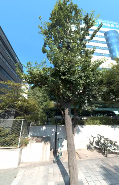 tree photo