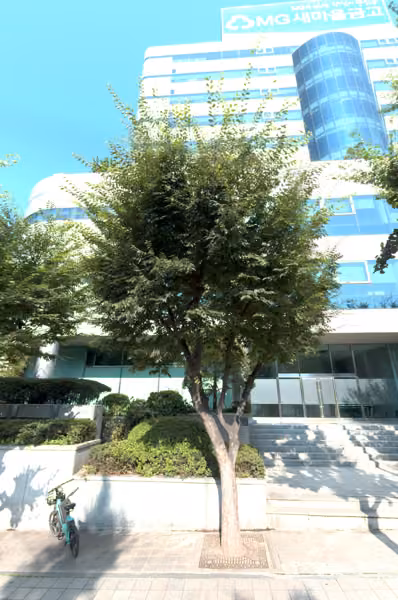 tree photo