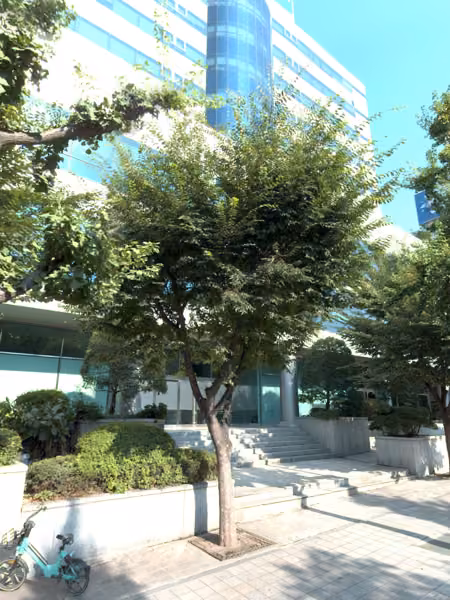 tree photo