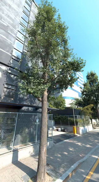 tree photo