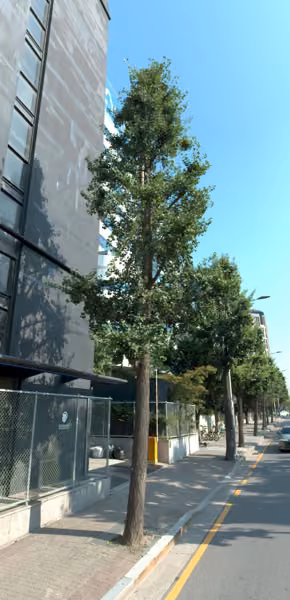 tree photo