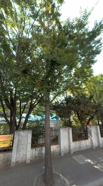 tree photo