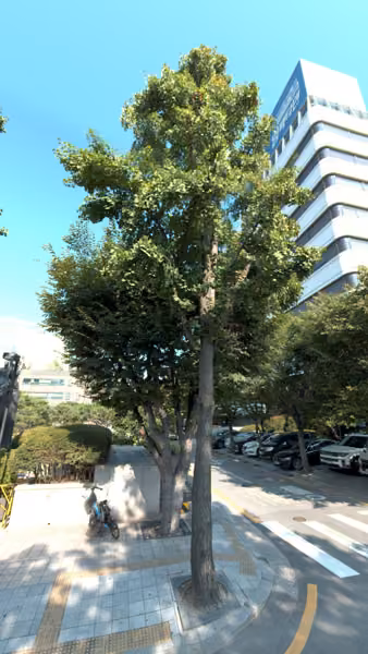 tree photo