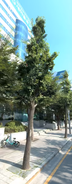 tree photo