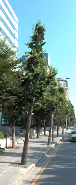 tree photo