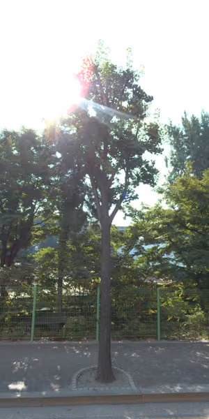 tree photo