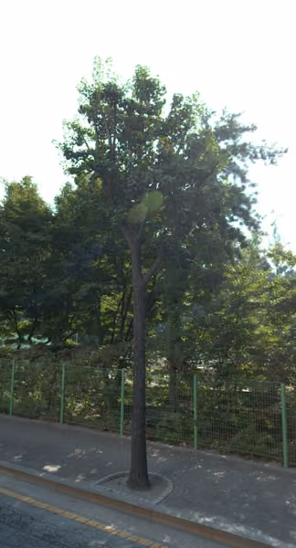 tree photo